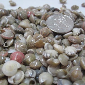 May include: A close-up image of a pile of small, white, brown, and pink seashells. A US quarter is included for scale.