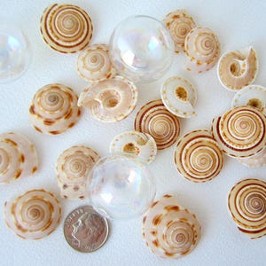 May include: An assortment of spiral seashells in shades of tan and brown, with a few clear, iridescent glass spheres. A US dime is included for size reference. The shells vary in size and pattern, creating a natural, beachy aesthetic.