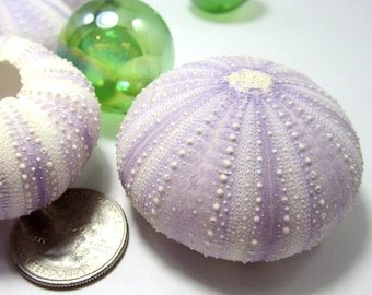 Purple Sea Urchins, 3PC Lavender Beach Decor Purple Urchins, Purple Air Plant Seashells, Nautical Decor Lavender Seashells, 2", 3 PC