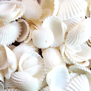 May include: A close-up of a pile of white seashells. The shells are smooth and have a delicate, rippled texture.