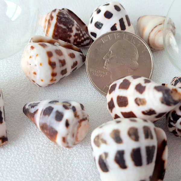 Hebrew Cone Seashells, 12PC Small Spotted Cone Shells, Beach Decor Conus Ebraeus Shells, Black Brown Spotted Beach Jewelry Seashells, 12PC