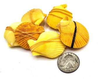 8 PC Yellow Scallop Shell Pairs, Beach Nautical Decor Scallop Seashells, Small Pecten Shell Pairs, Yellow Pectins, Gold Scallops, 8 PC