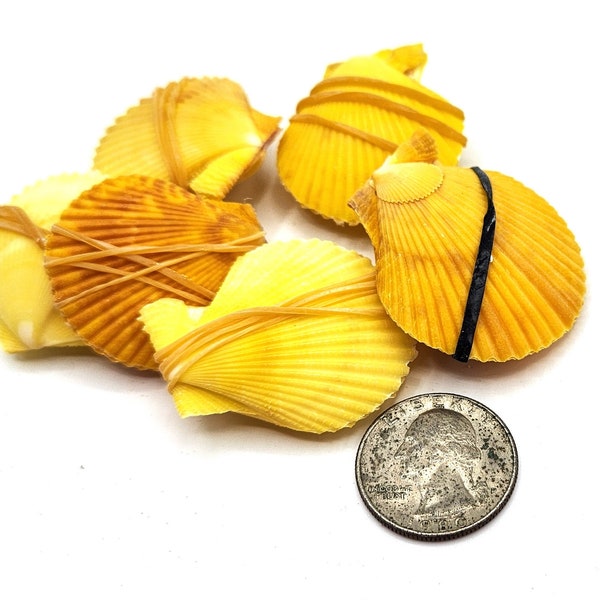 Scallop Shell - Etsy