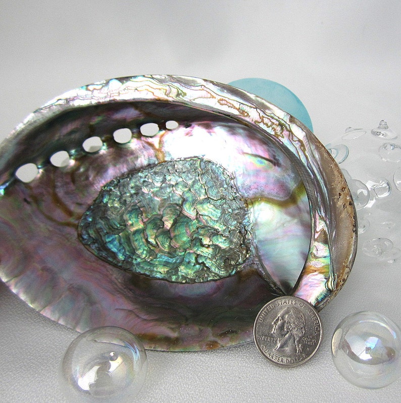 Gray Abalone Shell Rare Polished Green Abalone Seashell Etsy