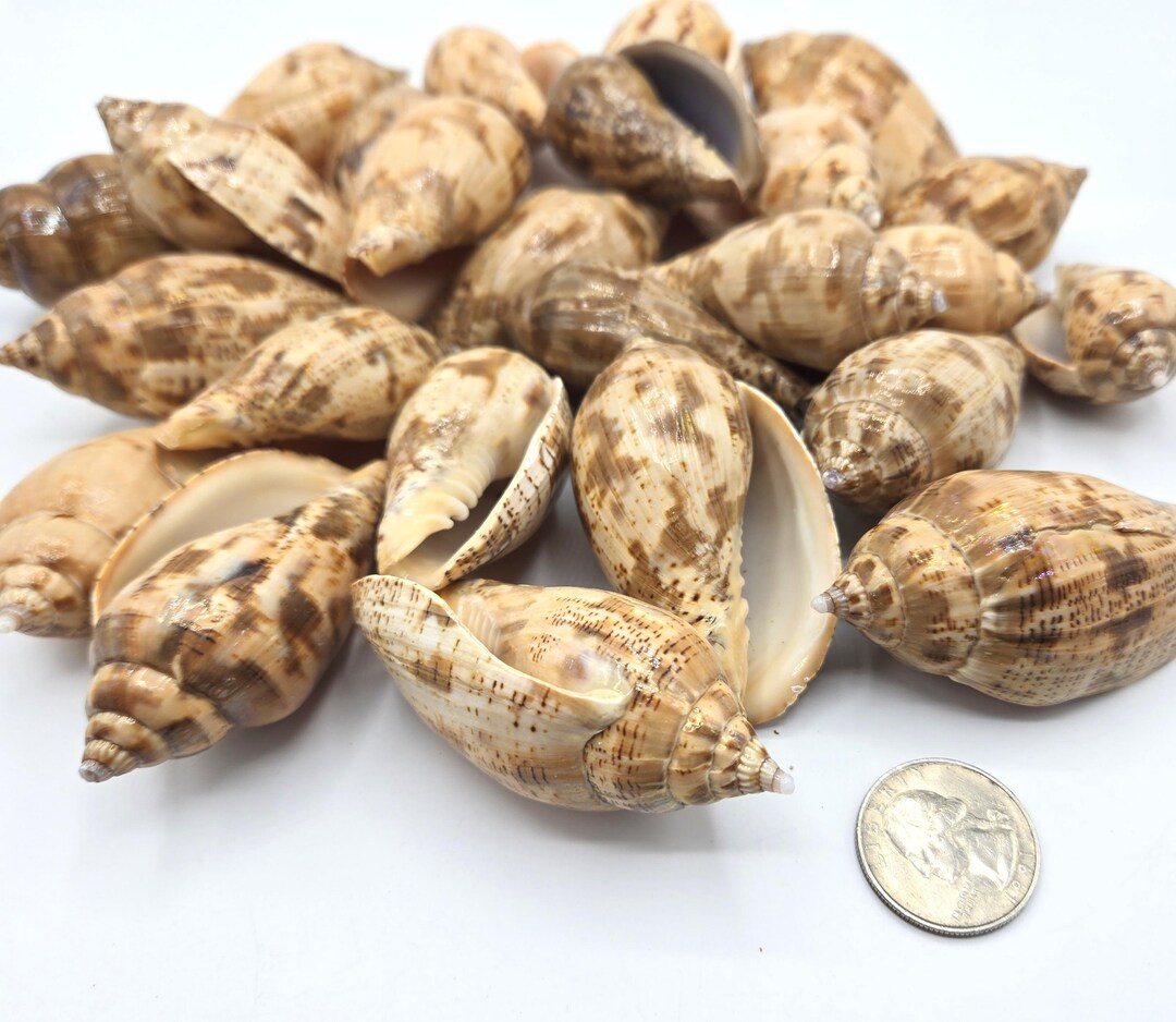 Vauble Shells 26PC Brown Lined Volute Seashells: Large Polished Voluta Shells for ...