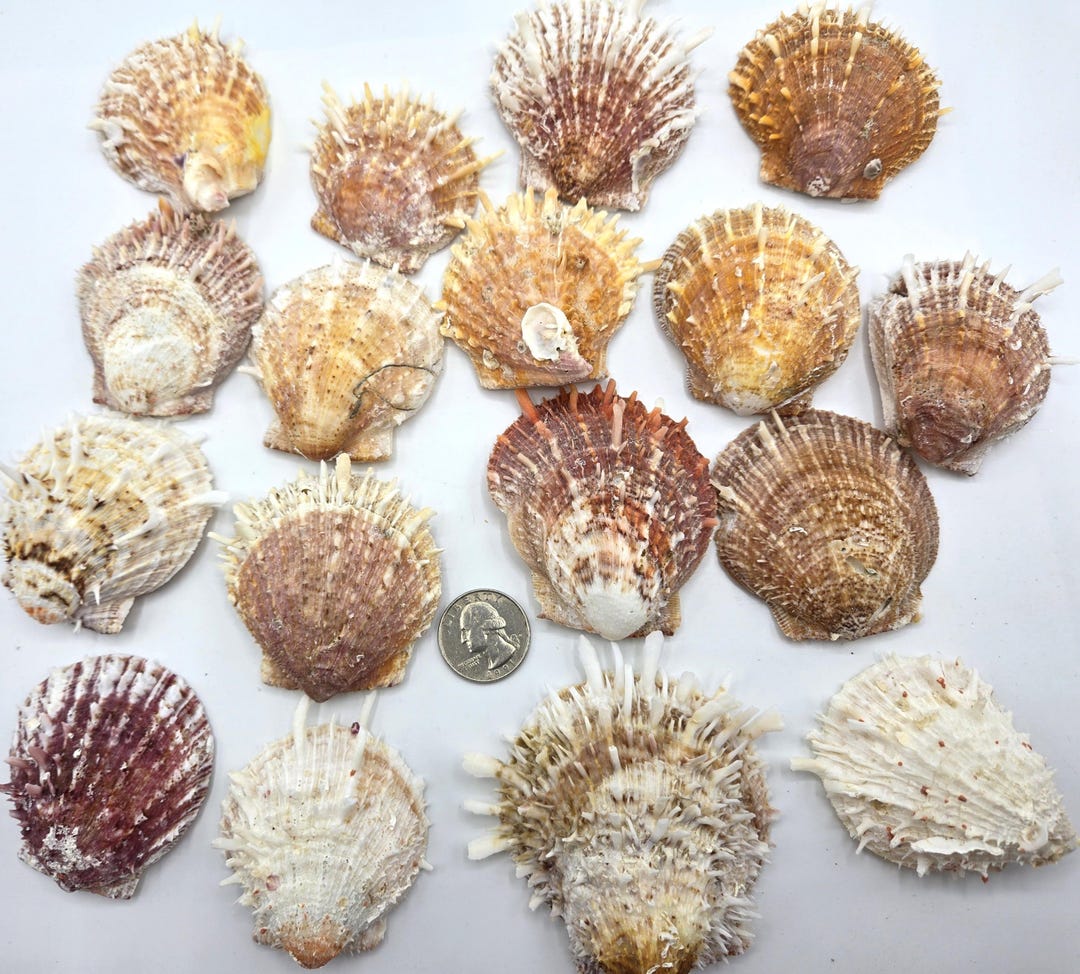 17PC Spiky Oyster Shells: 