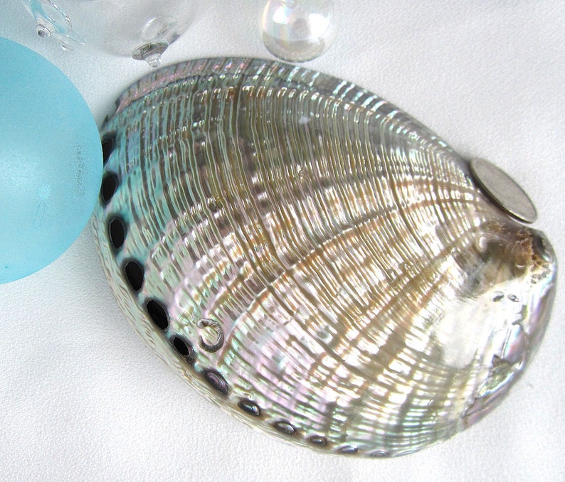 Gray Abalone Shell Rare Polished Green Abalone Seashell Etsy
