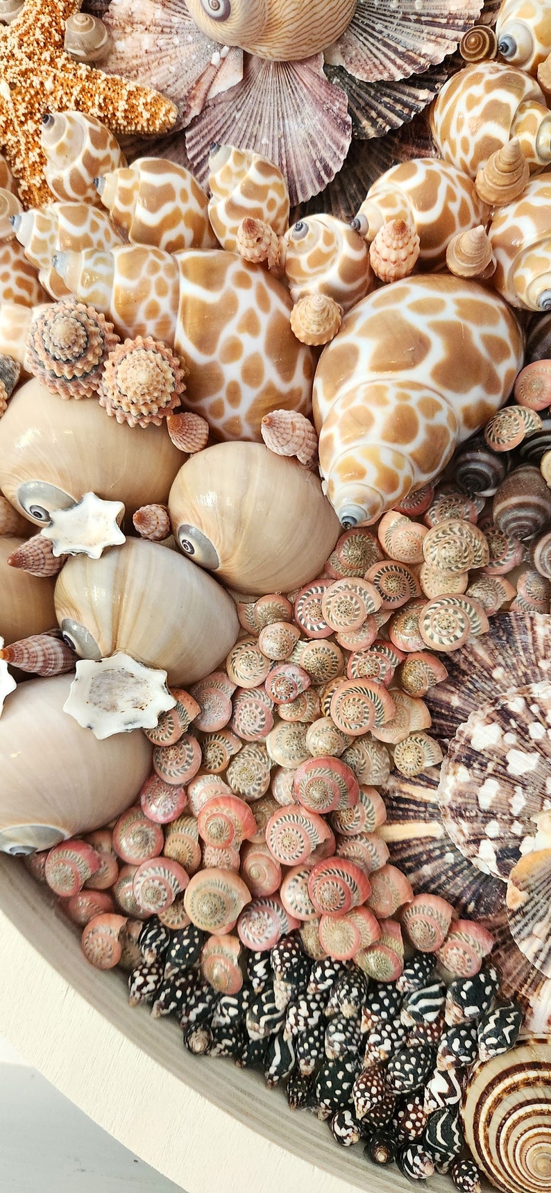 Seashell Wall Art, Beach Decor Coastal Decor Seashell Wall Hanging, Round Seashell Mosaic Beach Coastal Gift Beach Wedding Gift, 16.5 image 10