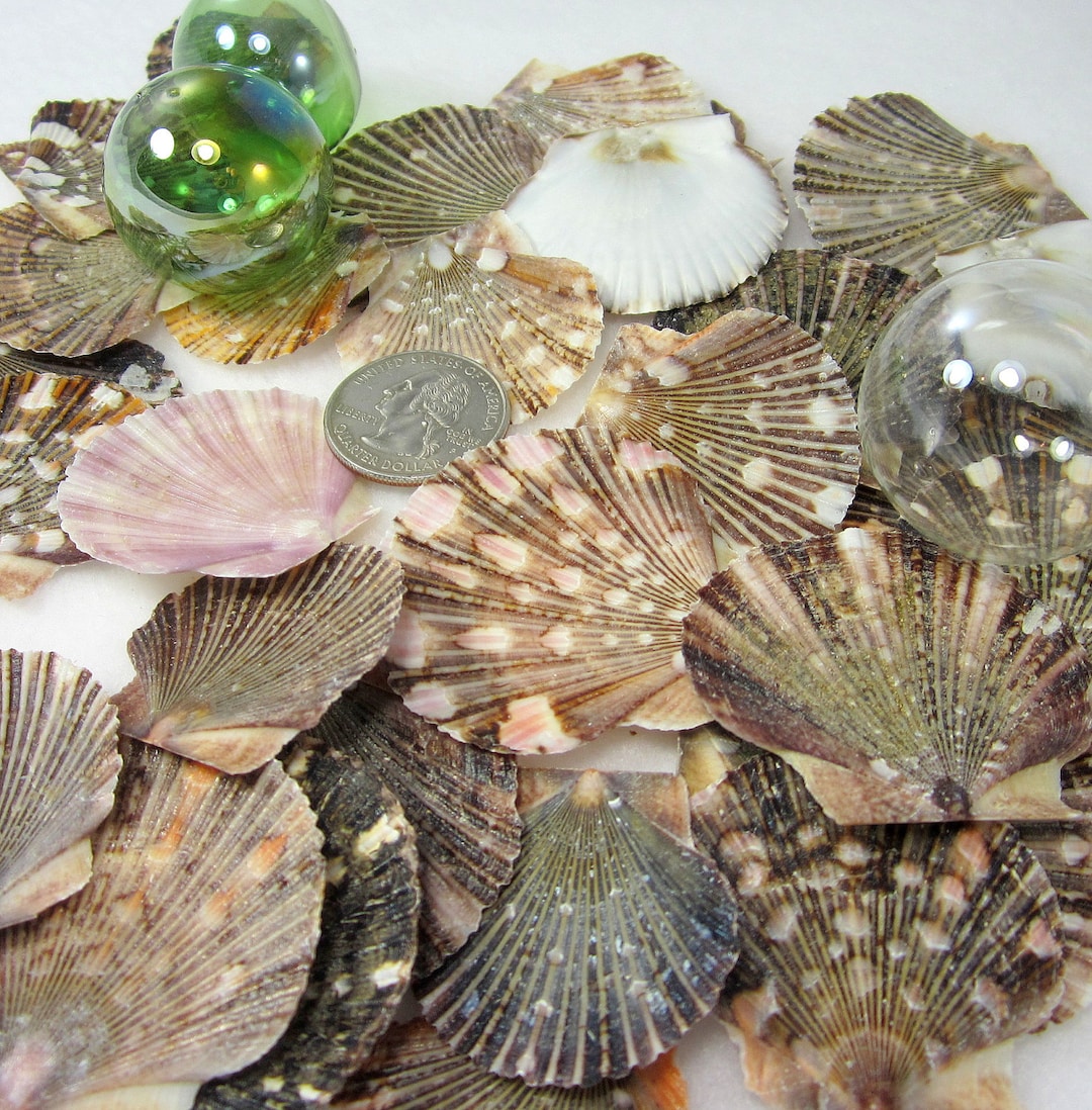 Flat Scallop Seashells, 50PC Nautical Decor Flat Scallops, Coastal Beach Decor Brown Pecten