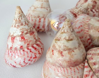 Red Trochus Shells, 3 PC Beach Nautical Coastal Polished Pearl Trocha Maculatis (Trochus Niloticus) Pyramid Shaped Craft Shells, 2.5", 3 PC