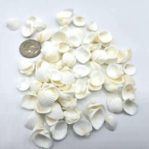 May include: A collection of small, white seashells with a quarter coin for size comparison. The shells are various shapes and sizes, with a smooth, pearly appearance. The shells are scattered on a white surface.