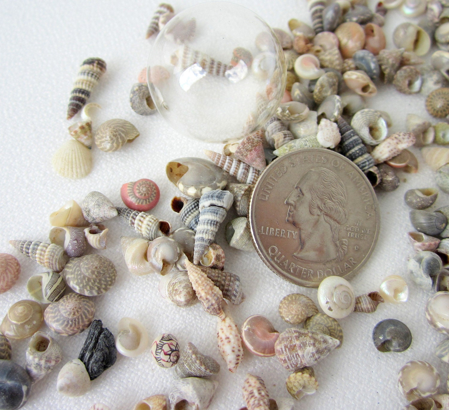 1000 Colorful Mixed Bulk Sea Shells Tiny 1/4” Seashells Small Shells Crafts