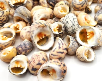 Nerita Small Shells, 8OZ Bleeding Tooth Nerita Seashells, Beach Nautical Coastal Decor Mixed Nerita Yellow Black Cheap Craft Seashells, 8 OZ