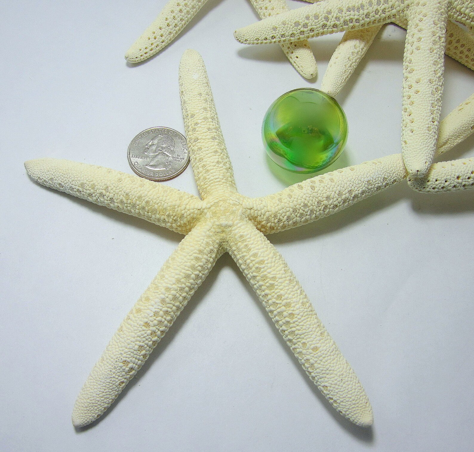 12PC Beach Decor White Starfish Large Nautical Decor White Etsy