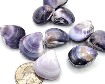 27PC Purple Clam Seashells: Whole Lavender Shells for Beach Coastal Decor or Crafts