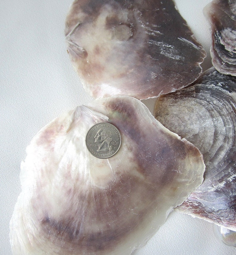 36PC Placuna Oysters Saddle Oyster Shells Windowpane Etsy