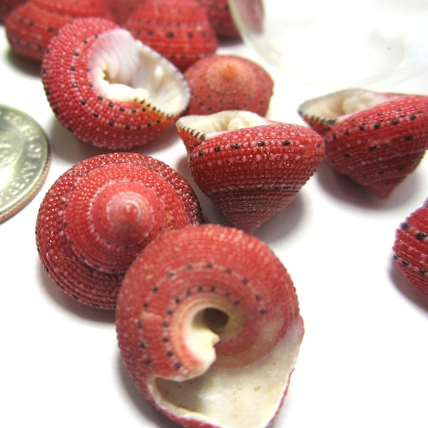 Small Red Seashells, 12PC Tiny Red Strawberry Top Shells, Beach Coastal Decor,Small  Red Craft Shells, Bulk Red Seashells, 12PC