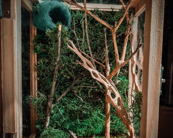 Jumping Spider moss enclosure
