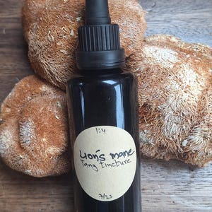 Op de afbeelding: Een donkere glazen fles met een zwarte druppelaar, met het label "Lion's mane Tang Tincture". Twee bruine, getextureerde Lion's Mane-paddenstoelen omringen de fles. Het label bevat ook de verhouding 1:4 en de datum 7/23.