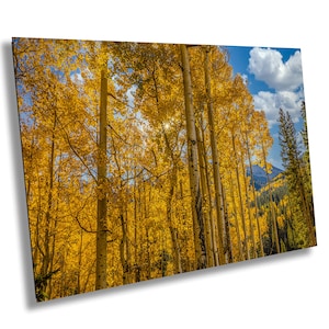 Colorado Aspen Grove Fall Landscape Photography Print/Canvas/Acrylic/Metal