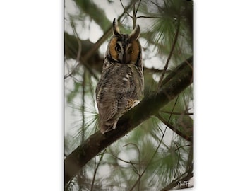Fotografía de búho chico, impresión de aves silvestres, fotografía de búho del bosque, arte de pared