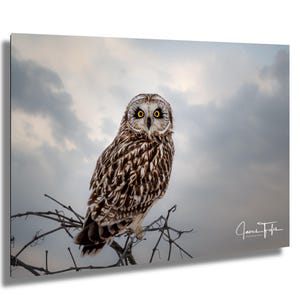 May include: A brown and white owl with yellow eyes perched on a branch against a cloudy sky. The owl is looking directly at the camera.