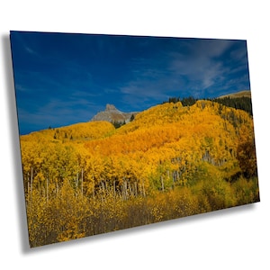 Golden Aspen Groves Colorado Photography Print/Canvas/Acrylic/Metal