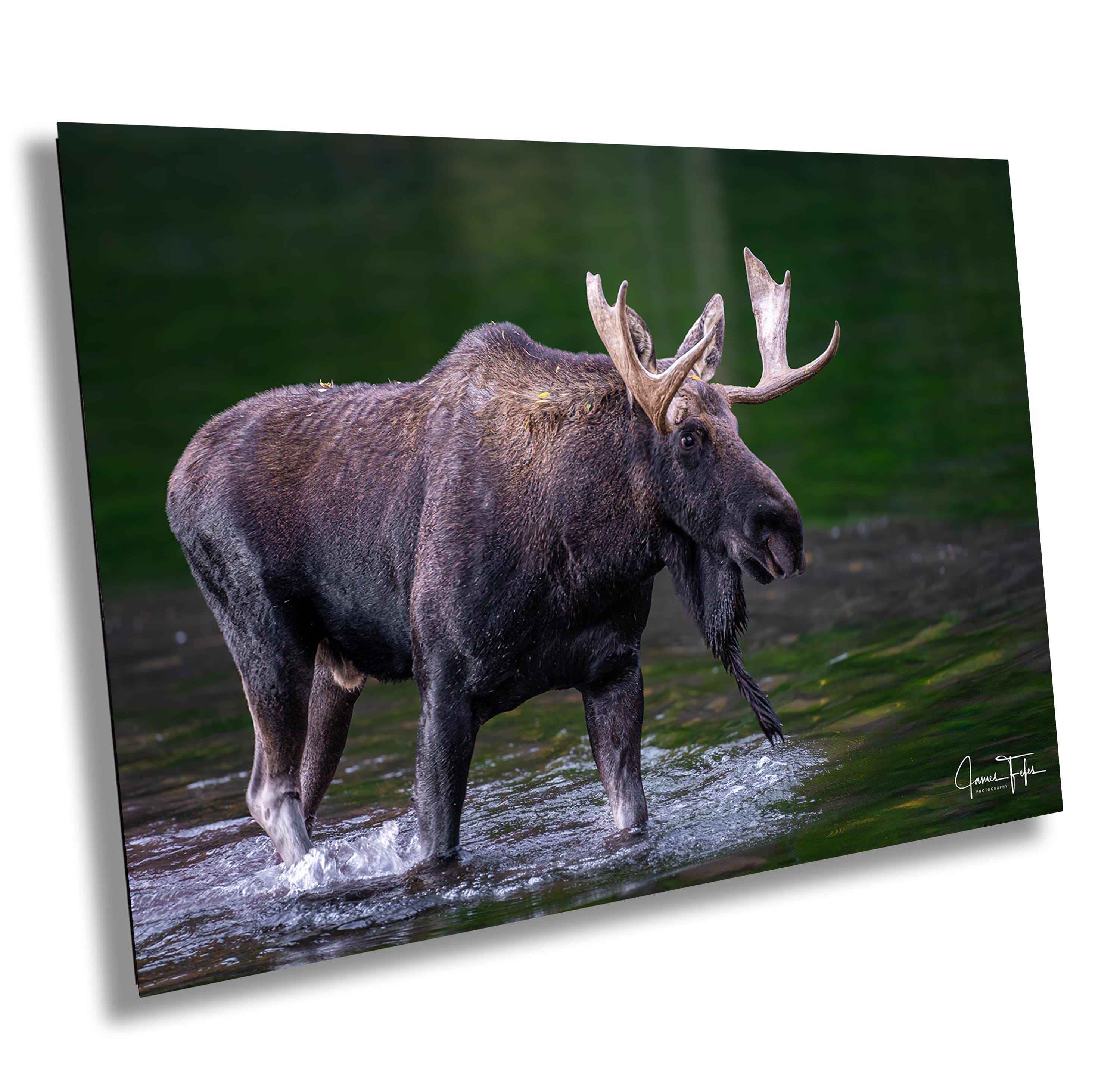 Alce - Etsy, image size:3000x2906