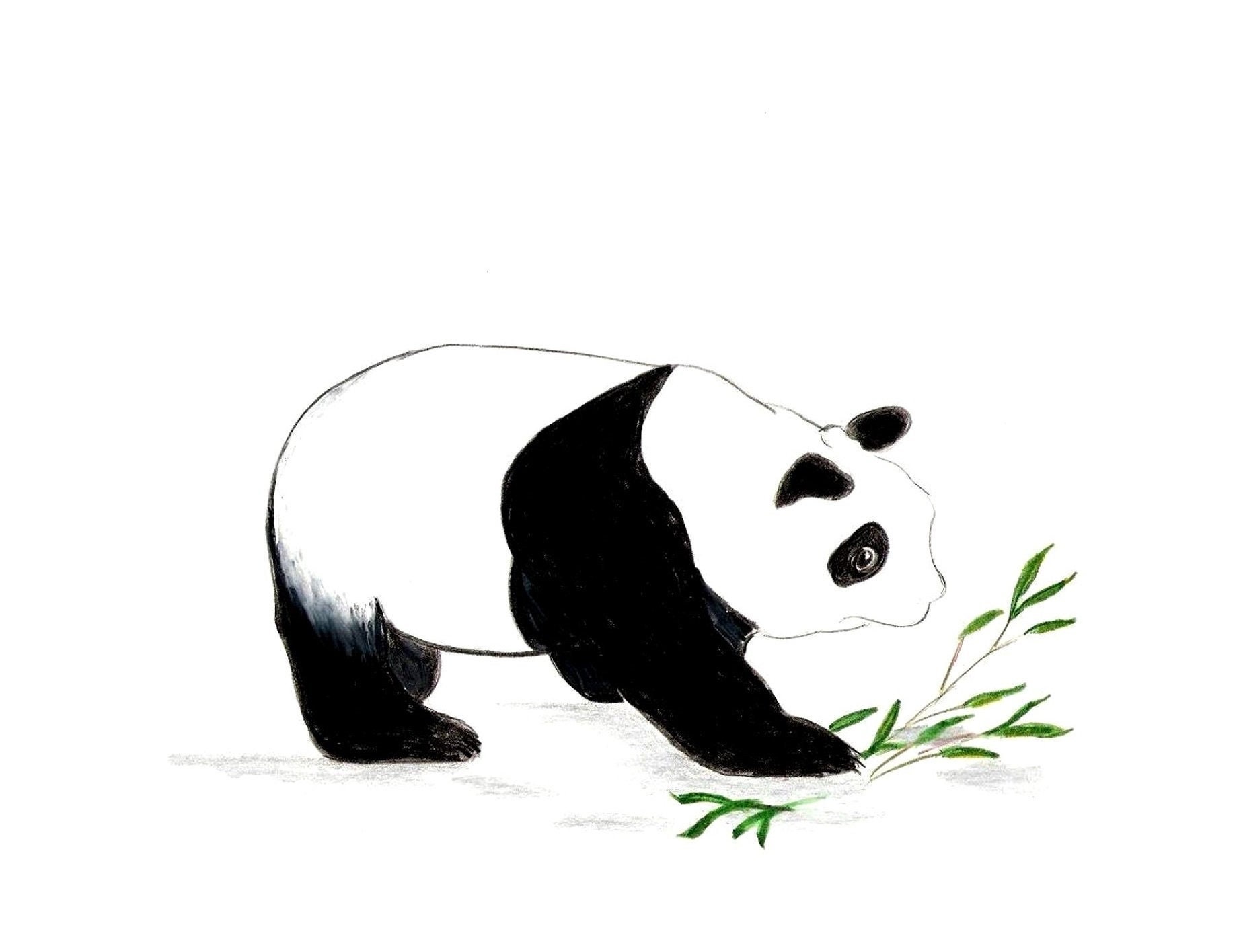 Painting Of White Cute Panda In Sketch Size - GranNino
