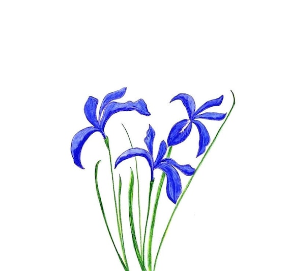 Original Blue Iris Drawing in Colored Pencil , Flower Portrait -   Australia
