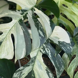 Monstera mint - Etsy 日本 Monstera mint - Etsy 日本