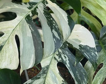 Monstera Deliciosa Mint Variegated - Etsy Monstera Deliciosa Mint Variegated - Etsy