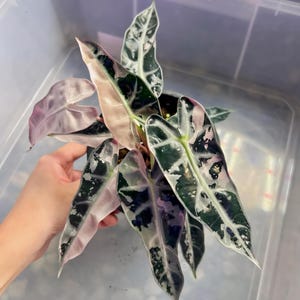 アロカシア バンビーノ ピンク斑入り Alocasia Bambino pink