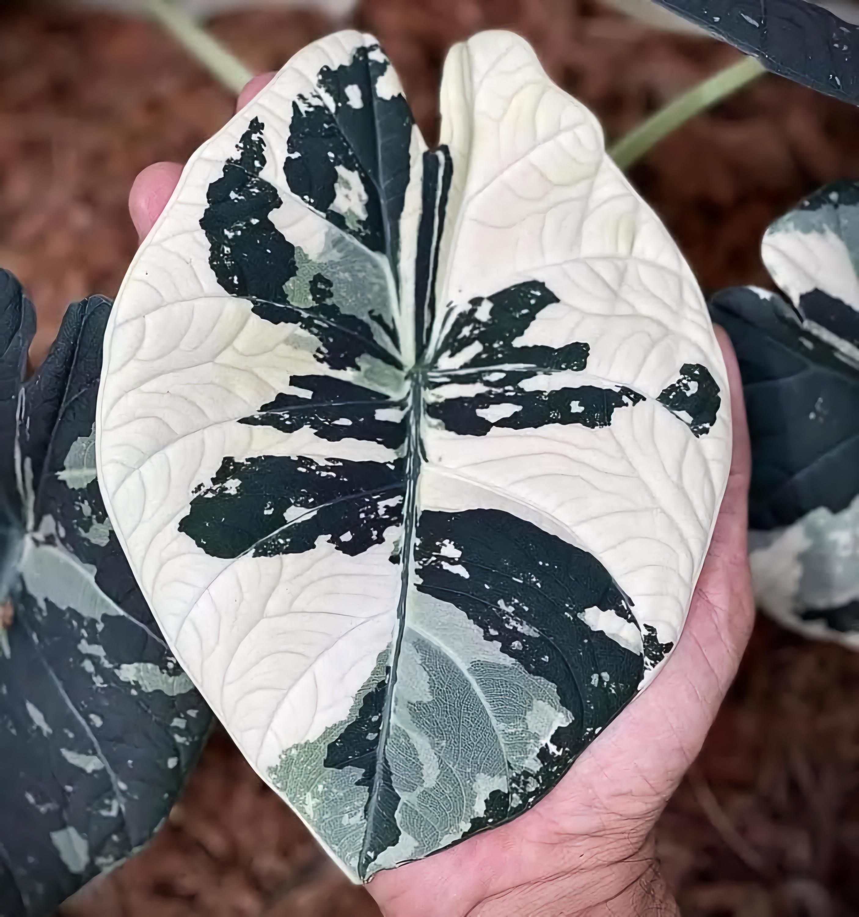 5 Alocasia Maharani ALBO Variegated Planting Corms Rare