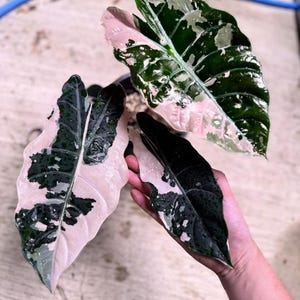 5 アロカシア シャントリエリ ピンク 斑入り 球根 珍しい 屋内 屋外