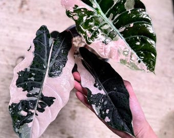 Homalomena Black Starter Plant (ALL STARTER PLANTS Require Homalomena Black Starter Plant (ALL STARTER PLANTS Require