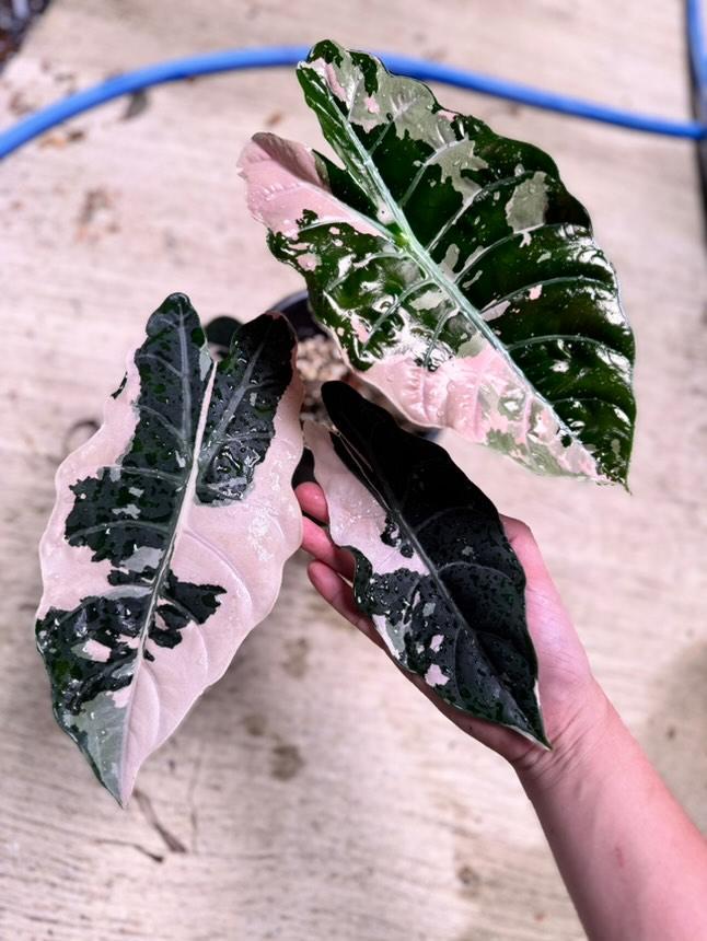 5 Alocasia Chantrieri Pink Variegated Bulwy do sadzenia