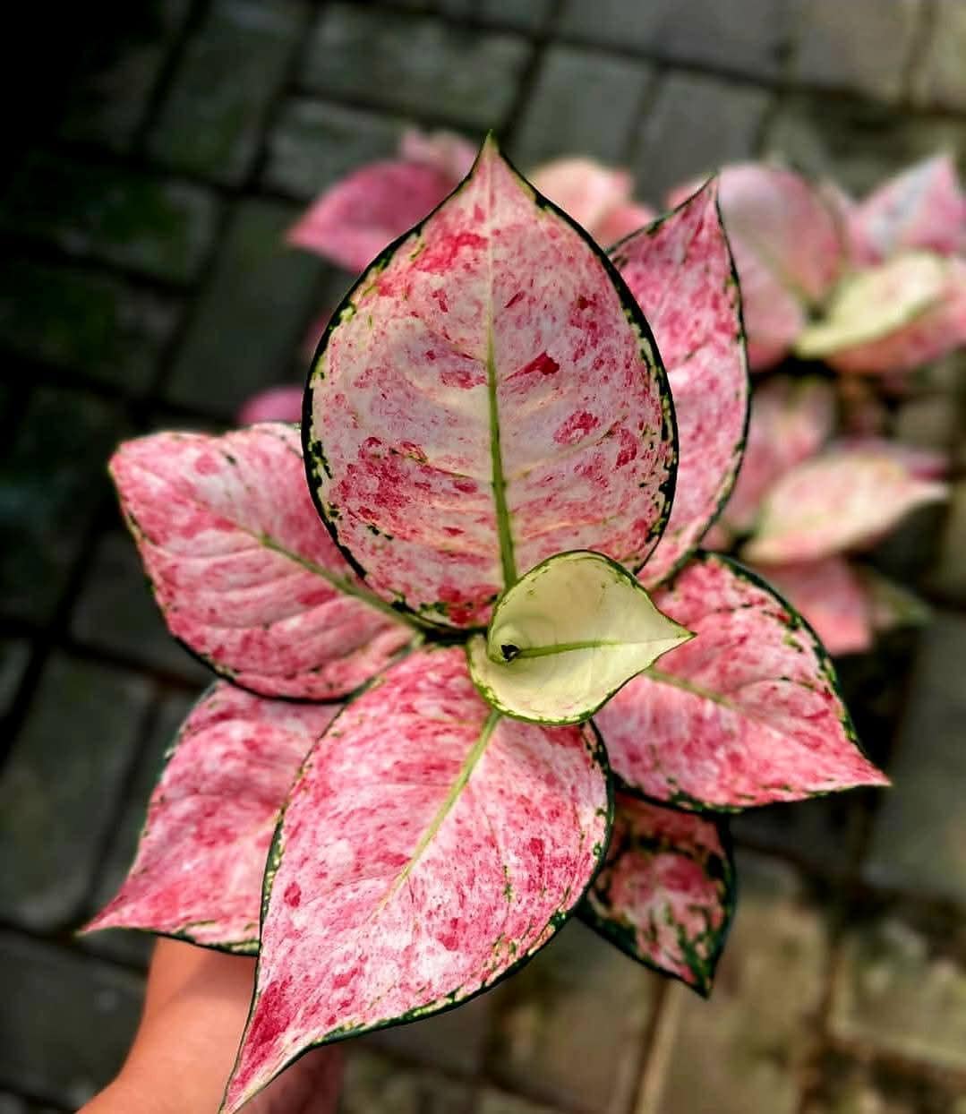 激レア　アグラオネマ　Aglaonema ゾリナ Zorina Rare Aglaonema Zolina Pink & White Splash Variegated Indoor