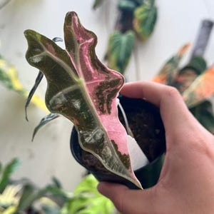 アロカシア ノビリス ピンク“K” ② frome Mason Alocasia nobilis pink variegated - Etsy 日本