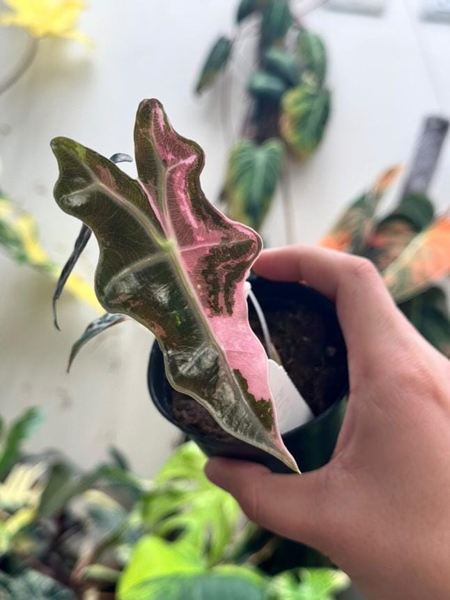 【芋】 アロカシア　ノビリス　斑入り　ピンク Alocasia nobilis pink variegated - Etsy 日本