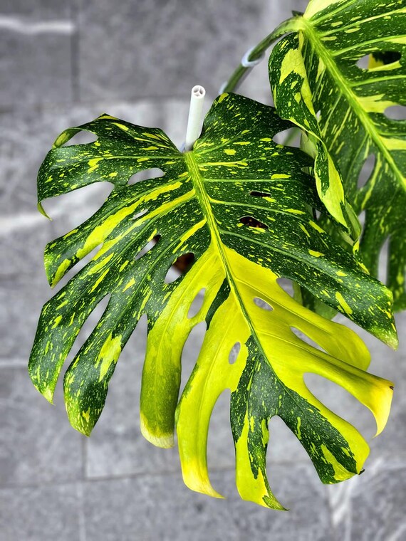 Monstera Deliciosa Electrolight Variegated One Leaf Rooted Node Cutting Rare Indoor Outdoor Gardening/ Planting