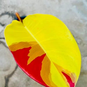 Philodendron Red Moon Variegado Nó Enraizado Corte Com Folha Única Plantio Interno Ao Ar Livre