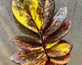 Anthurium Papillilaminum “X Indo Aff. Dark Phoenix” - Etsy Anthurium Papillilaminum “X Indo Aff. Dark Phoenix” - Etsy