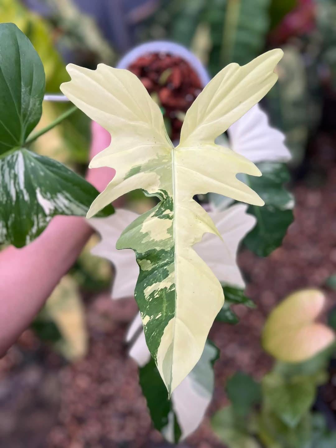 Philodendron Golden Dragon Albo Variegated Rooted Single Leaf Planting Node  Cutting Indoor Outdoor Gardening - Etsy