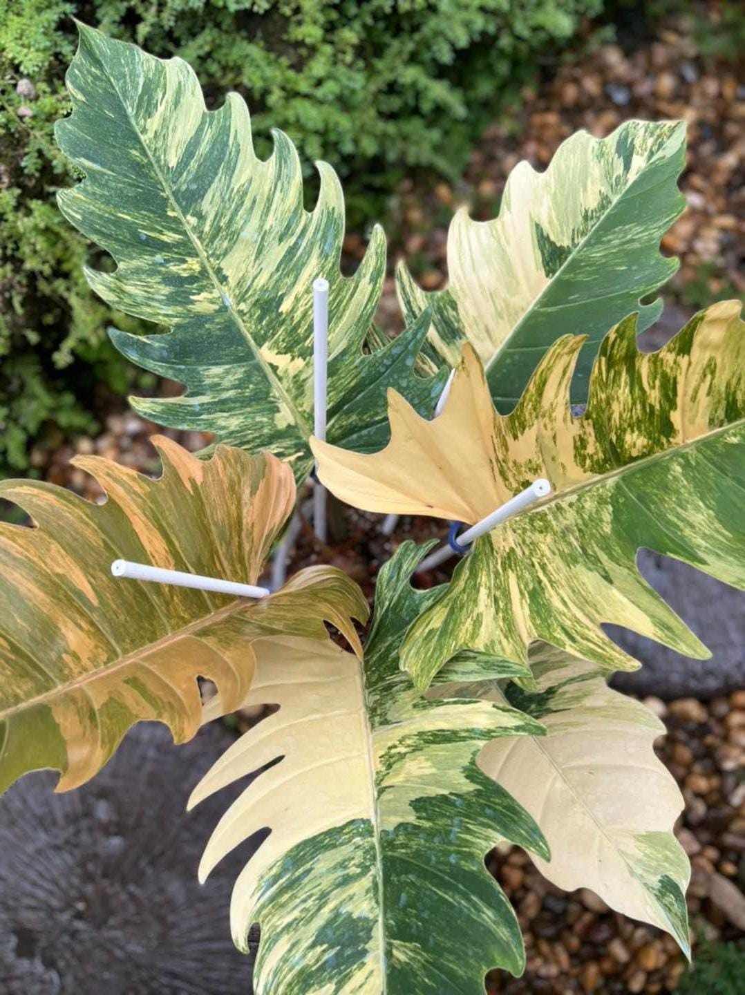 Caramel marble philodendron - Etsy 日本 Caramel marble philodendron - Etsy 日本