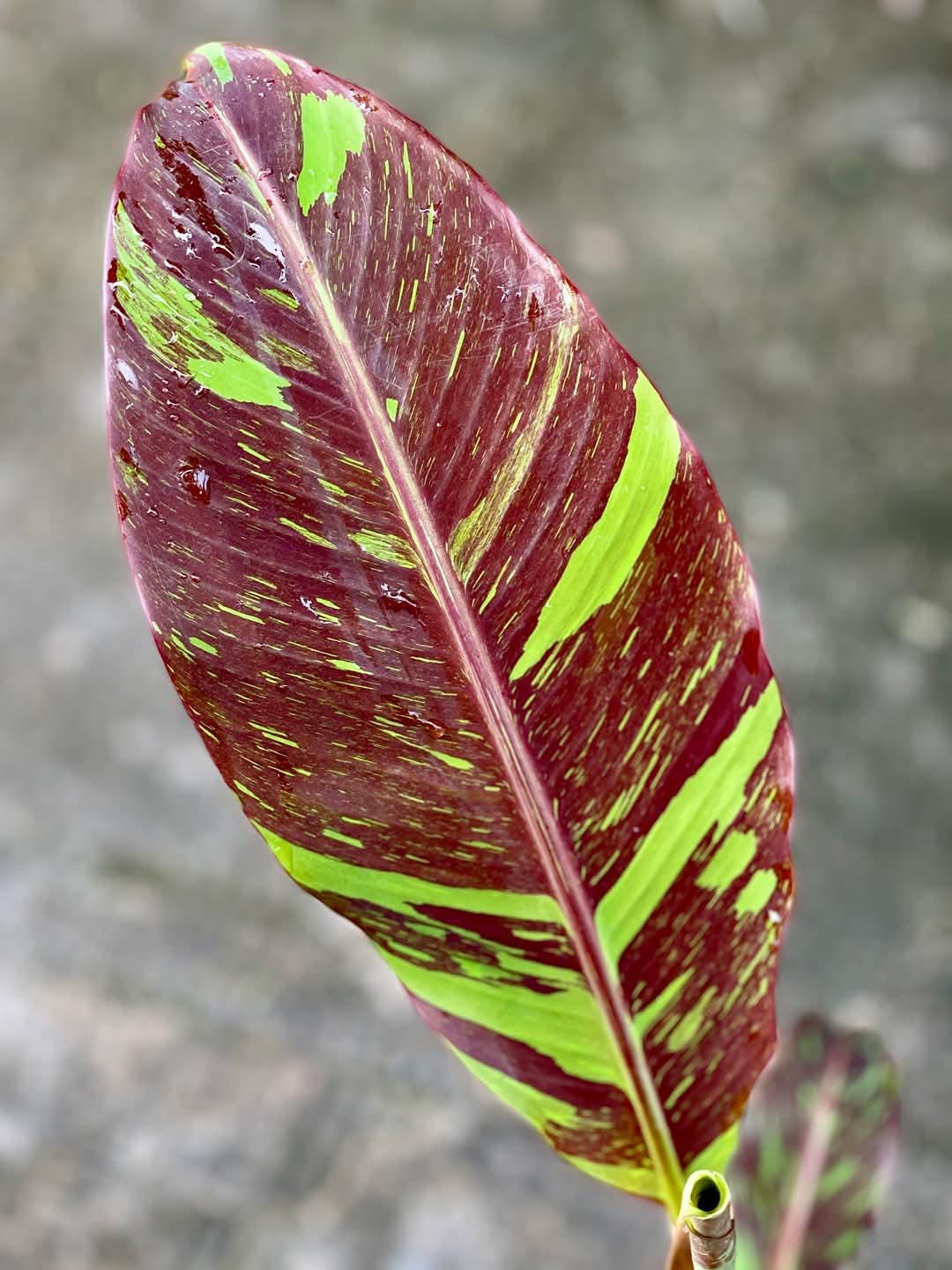 希少バナナ苗 ムサ サイアムルビーバナナ 【公式通販】