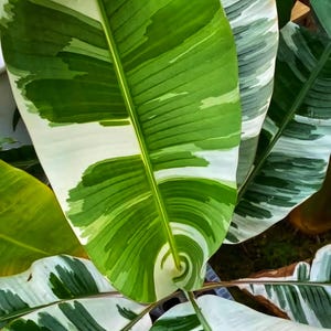 ムサ フロリダ斑入りバナナ苗 Musa Florida var. banana ムサ フロリダ斑入りバナナ苗 Musa Florida var. banana