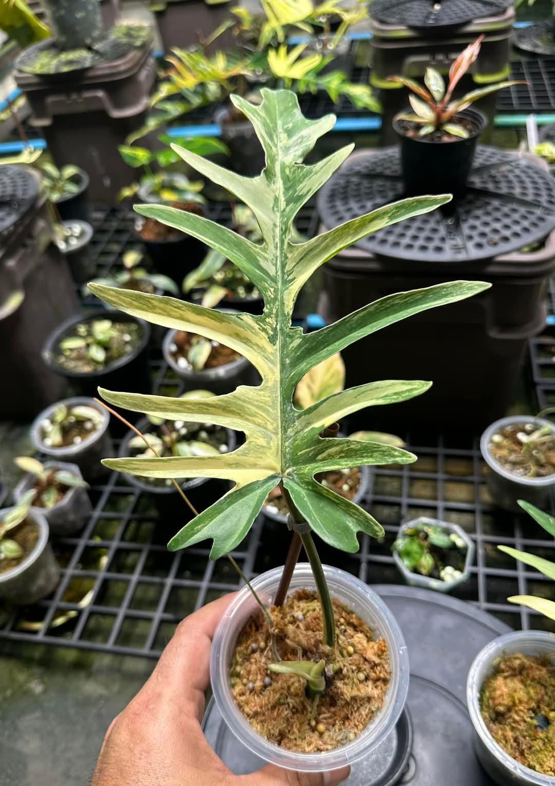 Philodendron Florida Beauty X Tortum Variegated Rooted Node