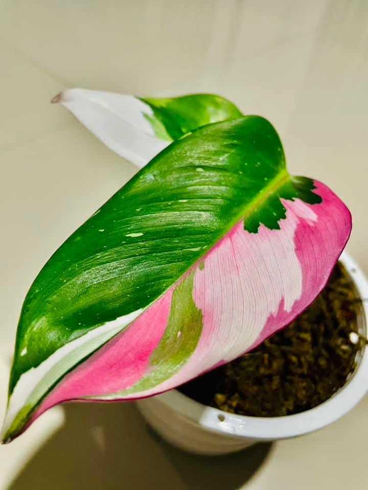 philodendron plowmanii citrus Philodendron Plowmanii Citrus – Rare Plants Collection main image 1