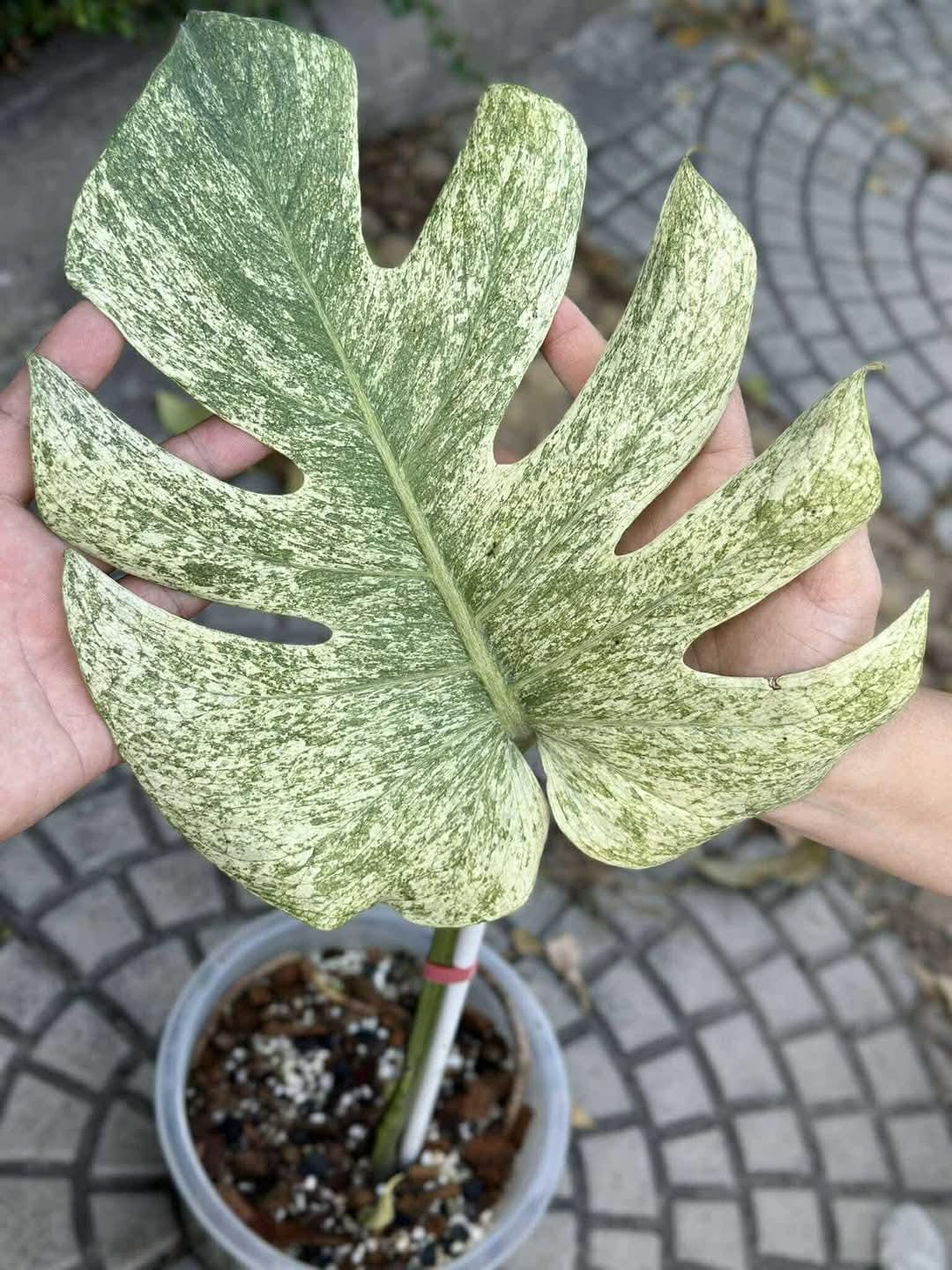 Monstera Deliciosa White Tears Variegated Rare Indoor Outdoor